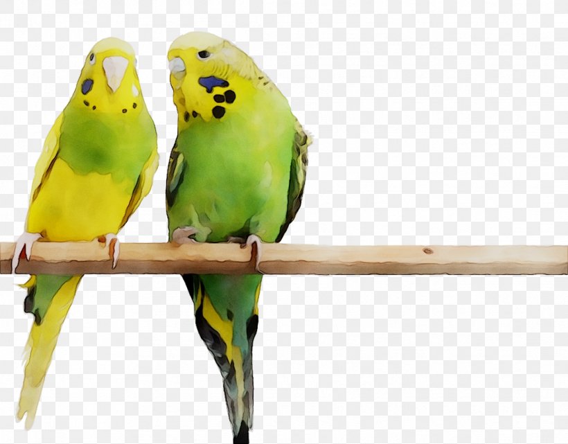 Bird Parakeet Feather Beak Pet, PNG, 1111x869px, Bird, Adaptation, Beak, Bird Supply, Budgie Download Free
