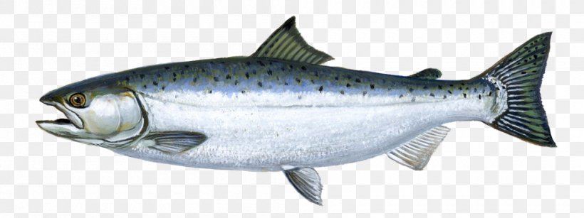 Chinook Salmon Coho Salmon Sockeye Salmon Salmon River AquAdvantage Salmon, PNG, 1000x375px, Chinook Salmon, Animal Figure, Aquadvantage Salmon, Atlantic Salmon, Bony Fish Download Free