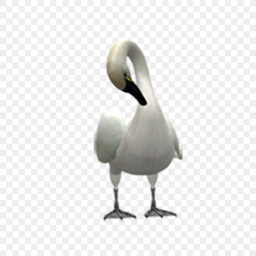 Cygnini Swan Goose Duck Bird, PNG, 1181x1181px, Cygnini, Animal, Beak, Bird, Columbidae Download Free