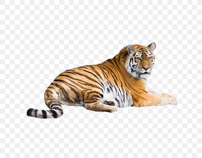 Felidae Liger Bengal Tiger Siberian Tiger Lion, PNG, 640x640px, Felidae, Animal Figure, Bengal Tiger, Big Cats, Carnivore Download Free