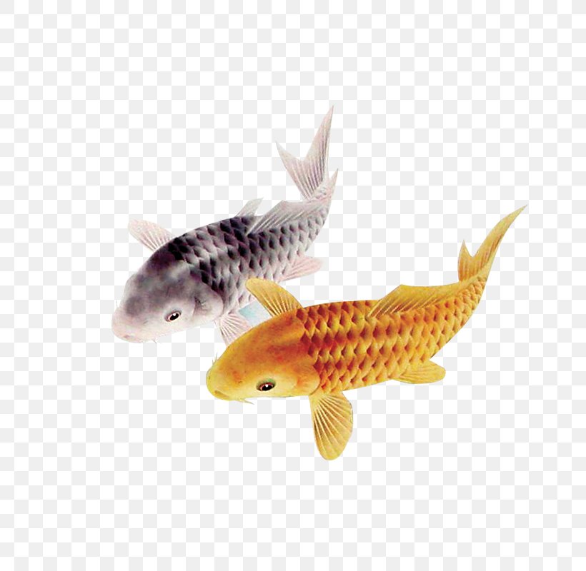 Koi Pond Carassius Auratus Fish, PNG, 800x800px, Koi, Carassius Auratus, Common Carp, Dwg, Fauna Download Free