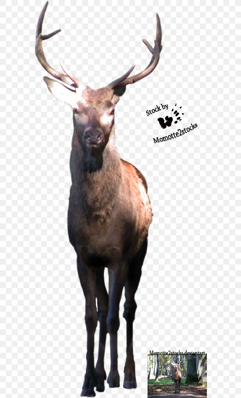 Elk Reindeer Terrestrial Animal Wildlife Snout, PNG, 588x1354px, Elk, Animal, Antler, Deer, Fauna Download Free