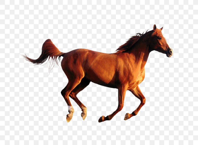 Horse Desktop Wallpaper Oxy-fuel Welding And Cutting Plasma Cutting Image, PNG, 750x600px, Horse, Animal Figure, Bridle, Colt, Cutting Download Free
