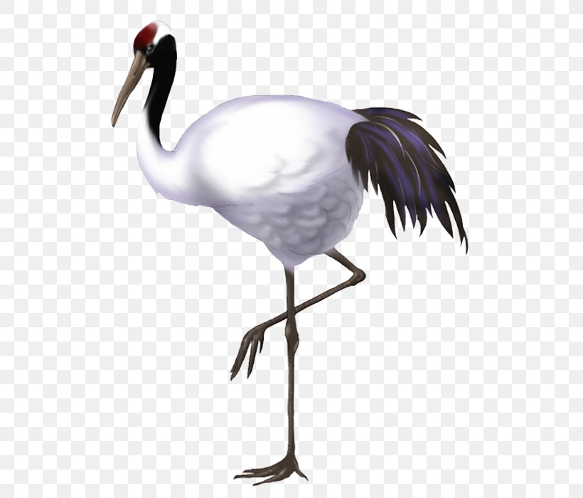Red-crowned Crane Bird, PNG, 700x700px, Crane, Animal, Beak, Bird, Ciconiiformes Download Free