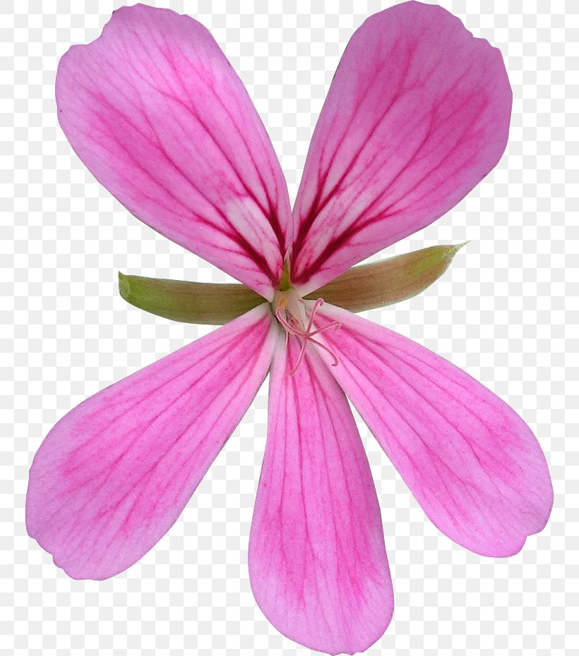 Flower Royalty-free Photography Petal, PNG, 750x930px, 4k Resolution, Flower, Blossom, Clipping Path, Flowering Plant Download Free