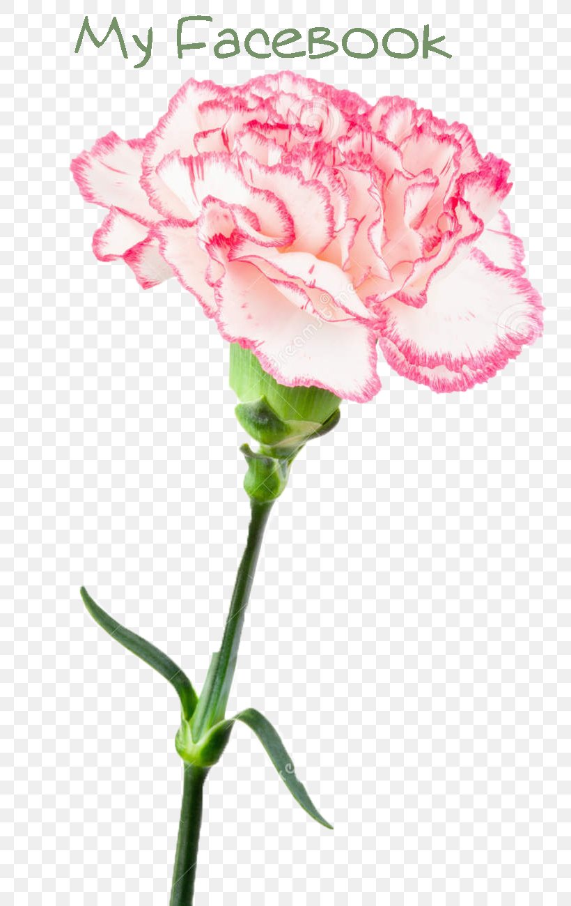 Garden Roses Carnation Pink Cut Flowers, PNG, 818x1300px, Garden Roses, Cabbage Rose, Carnation, Cut Flowers, Dianthus Download Free