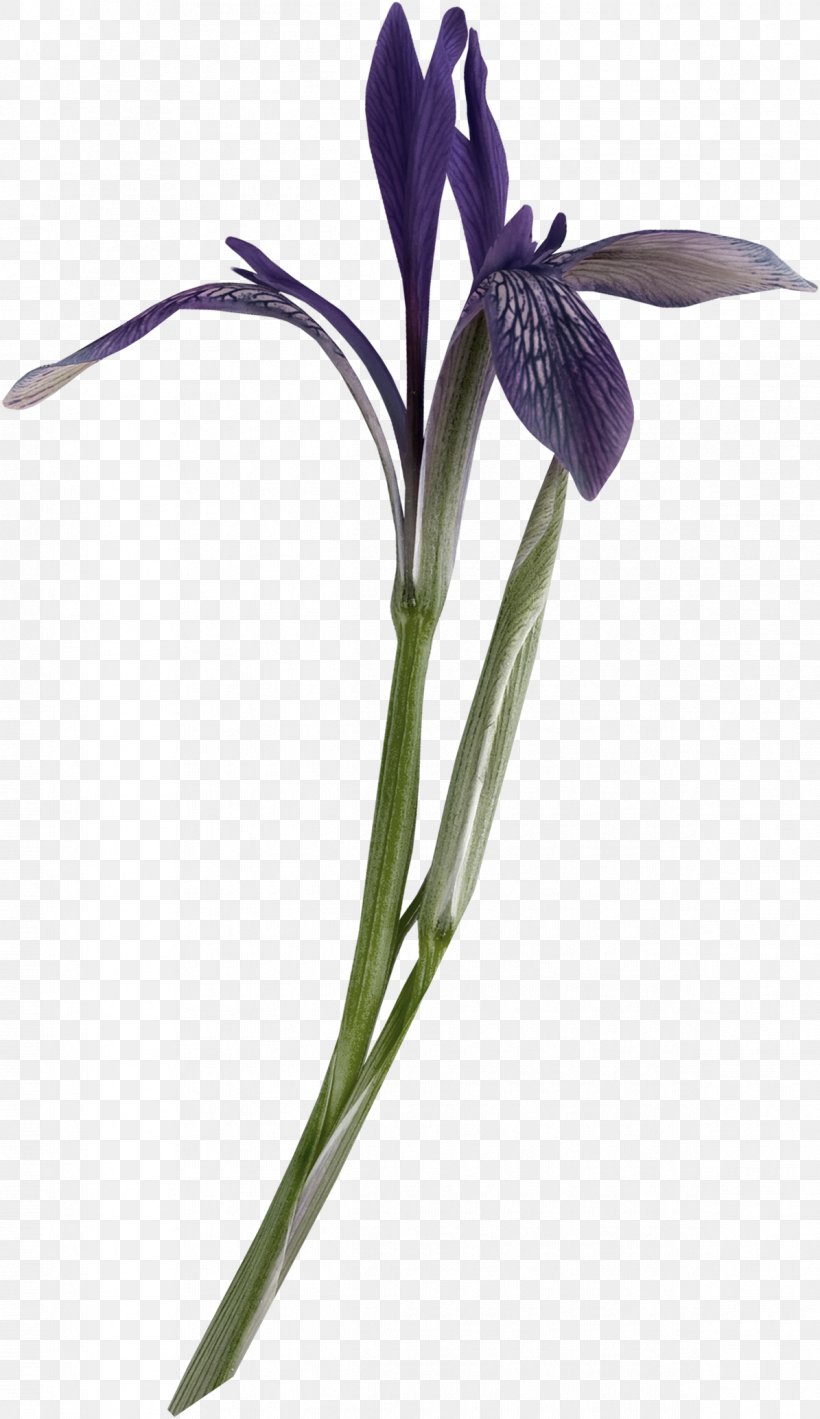 Cut Flowers Plant Stem Petal Violet, PNG, 1195x2068px, Cut Flowers, Family, Flower, Flowering Plant, Iris Download Free