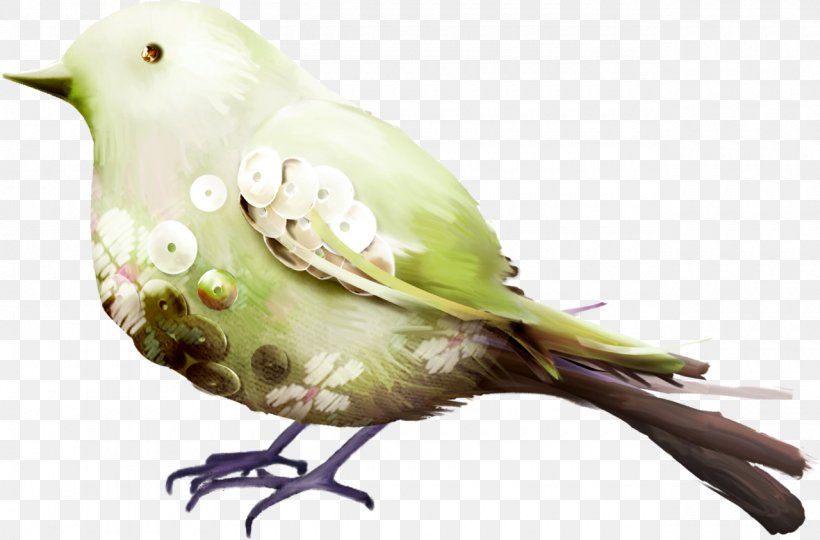 Bird Polyvore Animal Parakeet Feather, PNG, 1280x844px, Bird, Animal, Beak, Common Pet Parakeet, Fauna Download Free