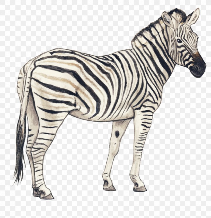 Quagga Zebra Pencil Drawing Horse, PNG, 900x930px, Horse, Animal Figure,  Art, Cuteness, Drawing Download Free