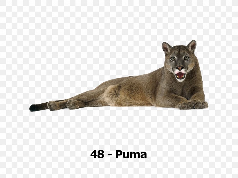 Tiger Lion Leopard Cougar Cat, PNG, 1068x800px, Tiger, Animal, Big Cats, Bird, Black Panther Download Free