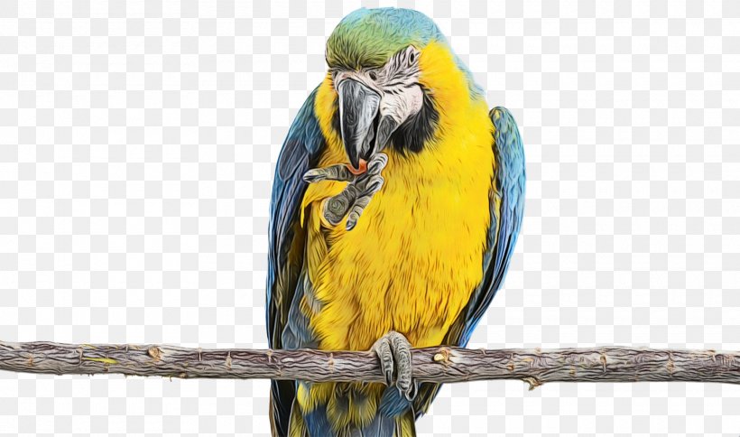 Bird Macaw Parrot Beak Parakeet, PNG, 1920x1134px, Watercolor, Beak, Bird, Budgie, Macaw Download Free