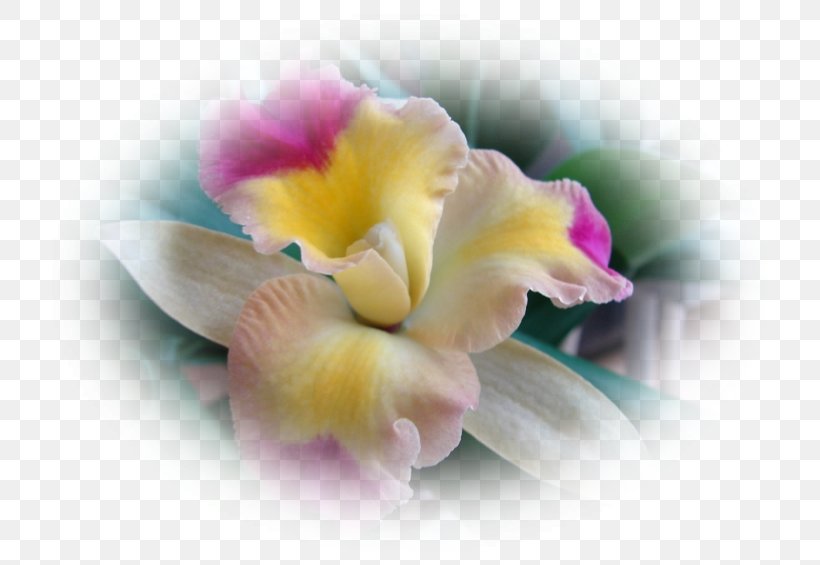 Moth Orchids Cattleya Orchids Cut Flowers Desktop Wallpaper, PNG, 752x565px, Moth Orchids, Cattleya, Cattleya Orchids, Close Up, Closeup Download Free