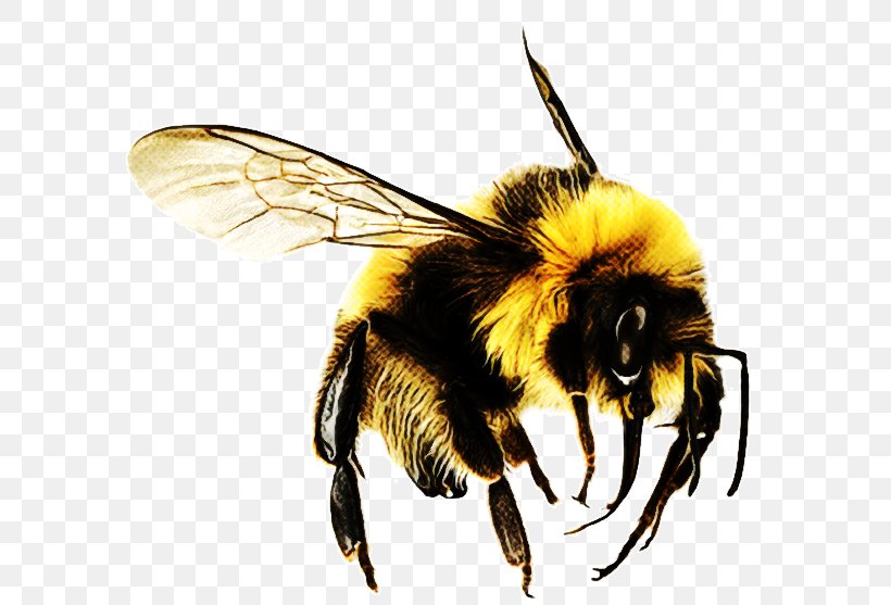 Bumblebee, PNG, 628x557px, Bee, Bumblebee, Honeybee, Hornet, Insect Download Free