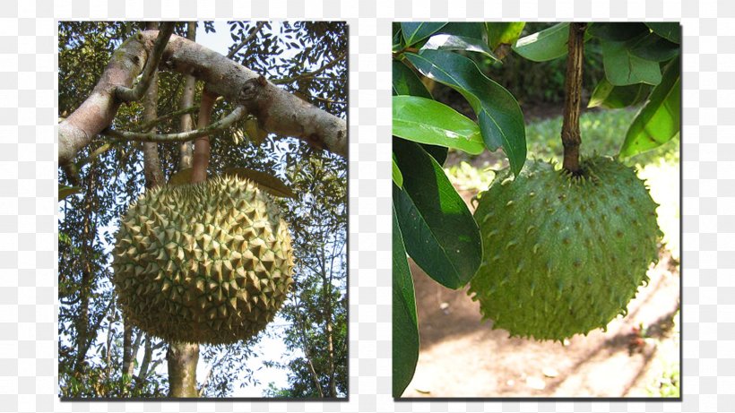 Cherimoya Soursop Sugar Apple Durian Fruit, PNG, 1600x900px, Cherimoya, Annona, Artocarpeae, Artocarpus, Artocarpus Odoratissimus Download Free