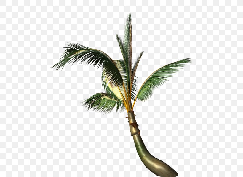 Coconut Arecaceae Painting Tree, PNG, 515x600px, Coconut, Arecaceae, Arecales, Painting, Palm Tree Download Free