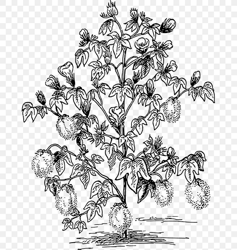 Cotton Plant Clip Art, PNG, 669x865px, Cotton, Artwork, Black And White, Branch, Drawing Download Free