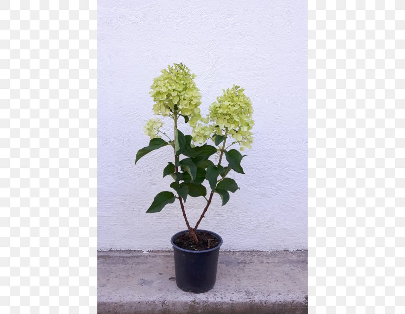 Hydrangea Flowerpot Shrub Houseplant Tree, PNG, 560x636px, Hydrangea, Cornales, Flower, Flowering Plant, Flowerpot Download Free