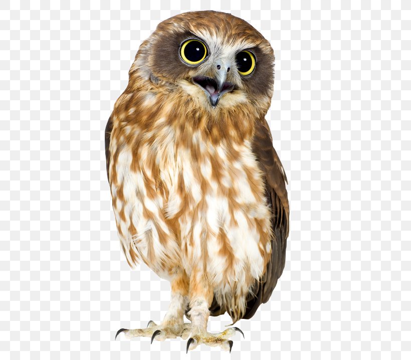 Owl Bird Southern Boobook Morepork, PNG, 558x718px, Owl, Barn Owl, Barred Owl, Beak, Bird Download Free