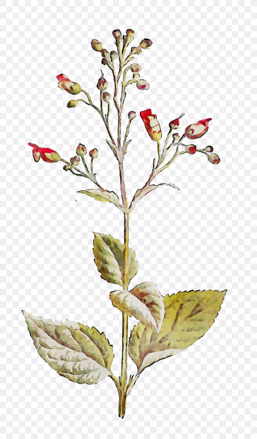 Twig Plant Stem Flowering Plant Leaf, PNG, 1144x1951px, Twig, Botany, Figwort, Flower, Flowering Plant Download Free