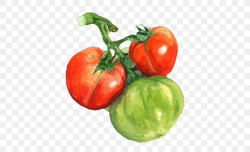 Watercolor Painting Tomato, PNG, 554x500px, Watercolor Painting, Bell Peppers And Chili Peppers, Bush Tomato, Diet Food, Drawing Download Free