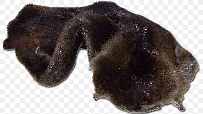 Dog Breed Puppy Sporting Group Snout, PNG, 797x463px, Dog Breed, Breed, Carnivoran, Crossbreed, Dog Download Free