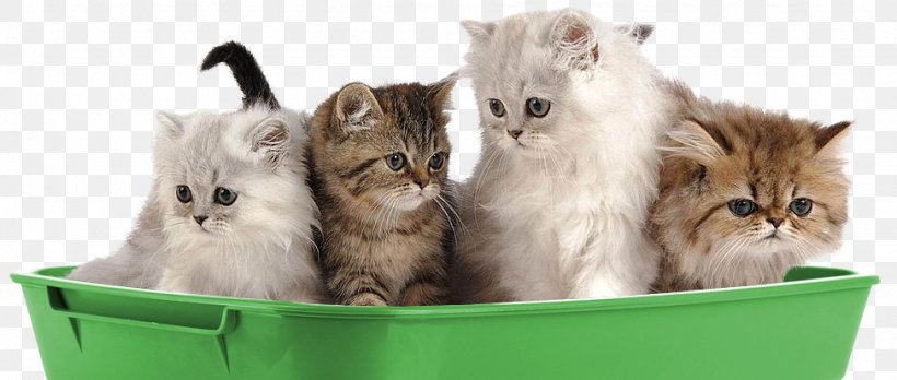Persian Cat Kitten Puppy Dog Pet, PNG, 973x414px, Persian Cat, Breed, Carnivoran, Cat, Cat Like Mammal Download Free
