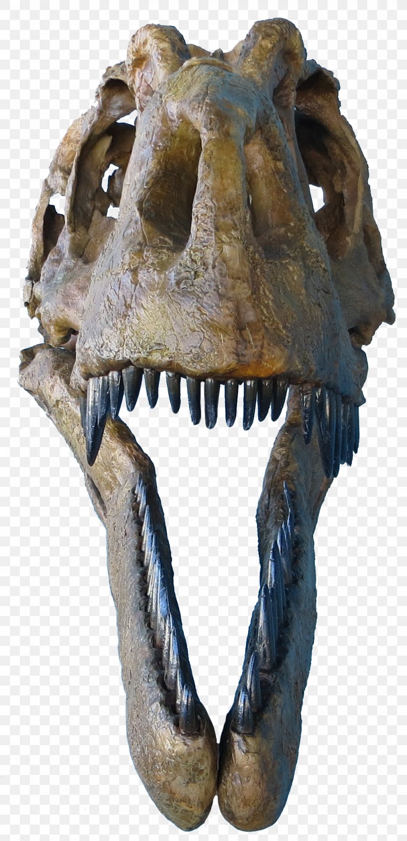 Tyrannosaurus Daspletosaurus Judith River Formation Albertosaurus, PNG, 1020x2106px, Tyrannosaurus, Albertosaurus, Bone, Brachiosaurus, Ceratops Download Free
