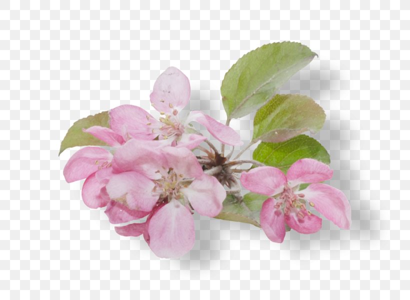 Flower Clip Art, PNG, 800x600px, Flower, Ansichtkaart, Blossom, Branch, Cherry Blossom Download Free