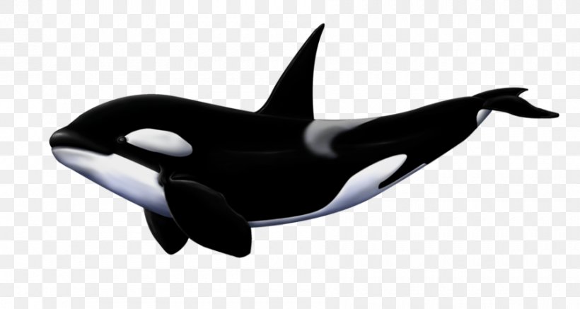 Great White Shark Killer Whale Megalodon, PNG, 900x480px, Shark, Animal, Basking Shark, Beak, Blowhole Download Free