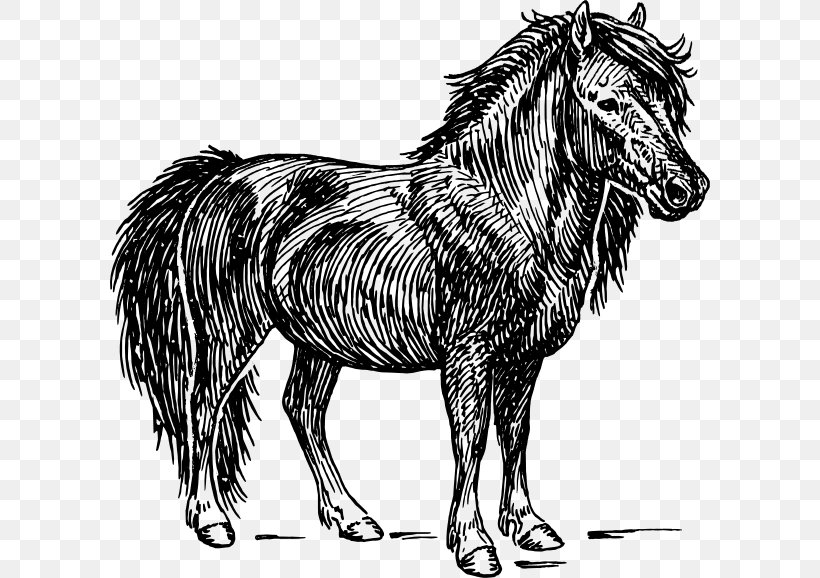 Shetland Pony American Miniature Horse Appaloosa, PNG, 600x578px, Shetland Pony, American Miniature Horse, Appaloosa, Black And White, Dog Like Mammal Download Free