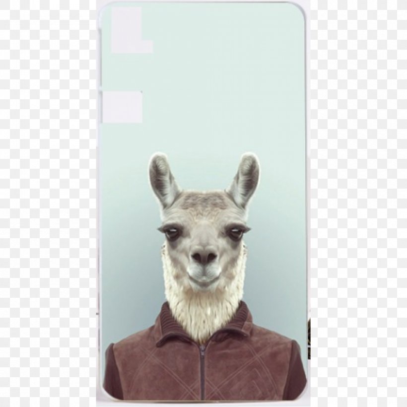 Zoo Portraits 2018: SLIM NOTES Llama Animal Koala, PNG, 1000x1000px, Llama, Alpaca, Animal, Camel Like Mammal, Cuteness Download Free