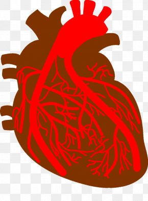 Left Coronary Artery Coronary Arteries Left Anterior Descending Artery ...