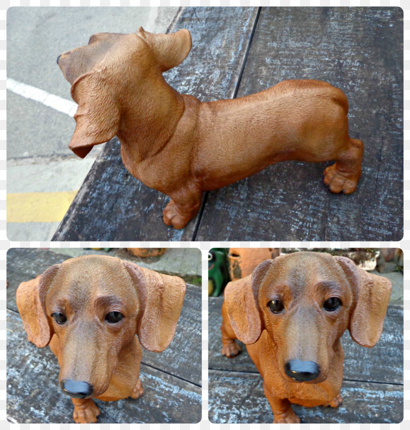 Dachshund Dog Breed Companion Dog Black Sausage, PNG, 1525x1600px, Dachshund, Black, Brazil, Breed, Brown Download Free