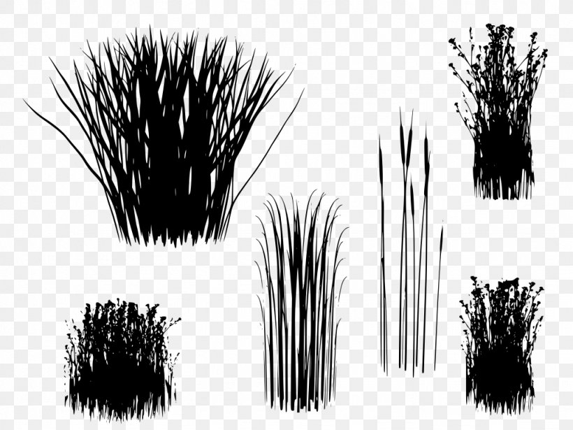 Family Tree Background, PNG, 1024x768px, Photography, Blackandwhite, Grass, Grass Family, Organism Download Free