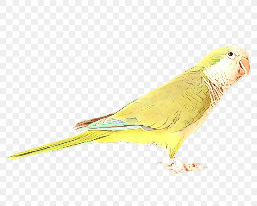 Feather, PNG, 1000x800px, Cartoon, Atlantic Canary, Beak, Bird, Budgie Download Free