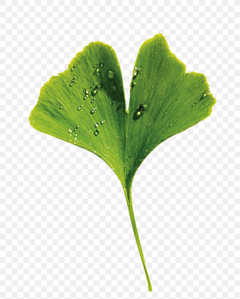 Ginkgo Biloba Vecteur, PNG, 683x1024px, Ginkgo Biloba, Designer, Ginkgo, Grass, Gratis Download Free