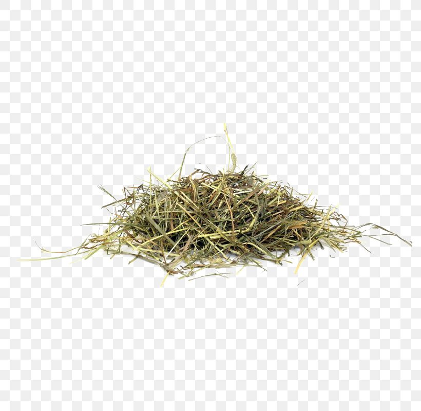 Goat Cartoon, PNG, 800x800px, Hay, Cattle, Dietary Fiber, Digestion, Fodder Download Free