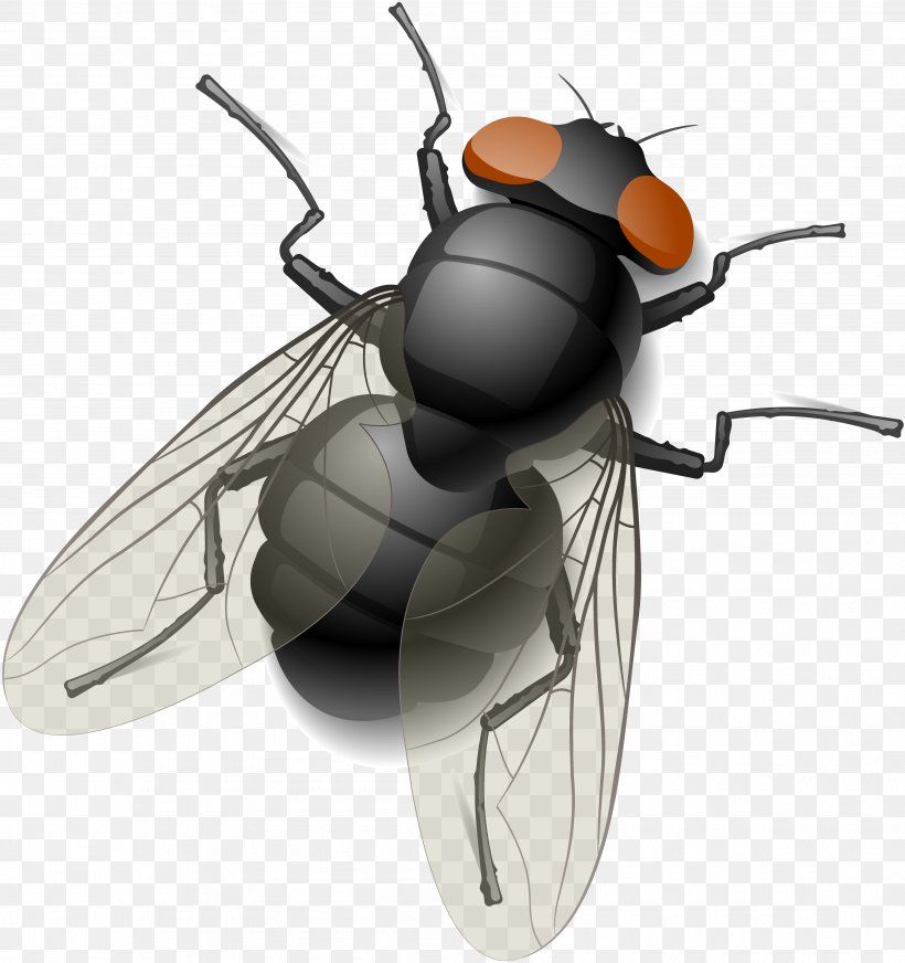 Royalty-free Fly Stock Photography Clip Art, PNG, 3610x3840px, Royaltyfree, Art, Arthropod, Beetle, Drawing Download Free