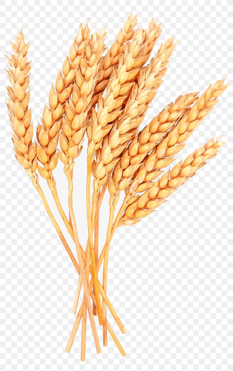 Wheat, PNG, 820x1303px, Whole Grain, Elymus Repens, Food, Food Grain, Gluten Download Free