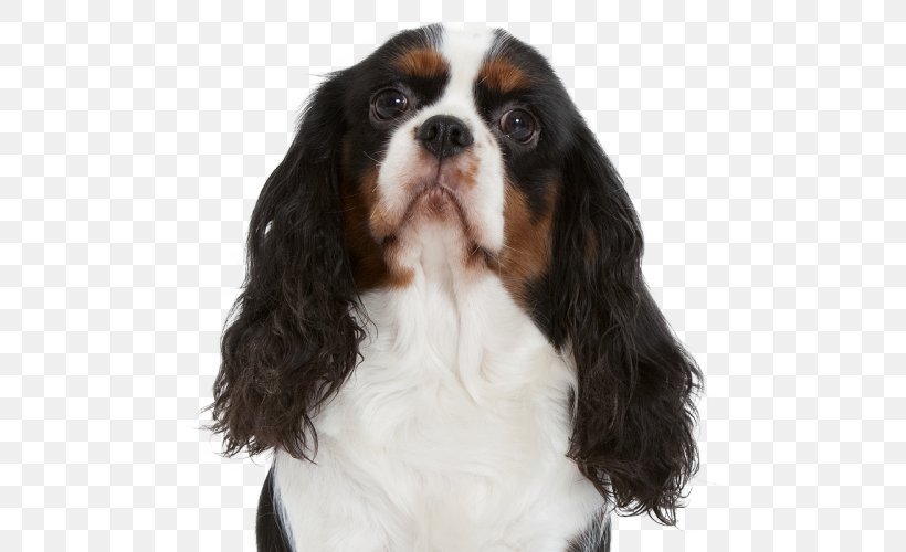 Cavalier King Charles Spaniel Dog Breed Companion Dog Sporting Group, PNG, 500x500px, King Charles Spaniel, Animal, Breed, Breed Group Dog, Carnivoran Download Free