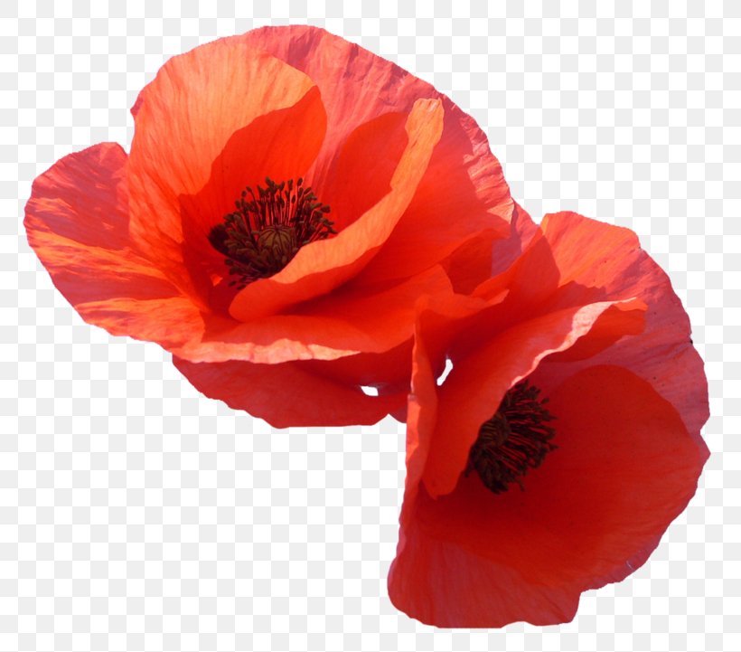 Common Poppy Favorite Flowers Clip Art, PNG, 800x721px, Common Poppy, Anemone, Coquelicot, Flower, Flowering Plant Download Free