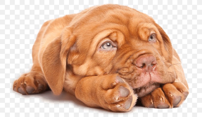 Dog Breed Dogue De Bordeaux Tosa Puppy English Mastiff, PNG, 746x478px, Dog Breed, Animal, Bull Terrier, Bullmastiff, Ca De Bou Download Free