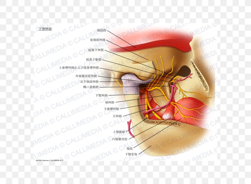 Mandibular Nerve Mandible Inferior Alveolar Nerve Mylohyoid Muscle, PNG, 600x600px, Watercolor, Cartoon, Flower, Frame, Heart Download Free