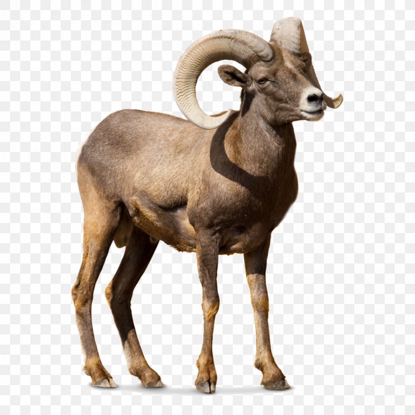 Barbary Sheep Argali Goat Cattle, PNG, 1201x1200px, Sheep, Antelope, Argali, Barbary Sheep, Bighorn Download Free
