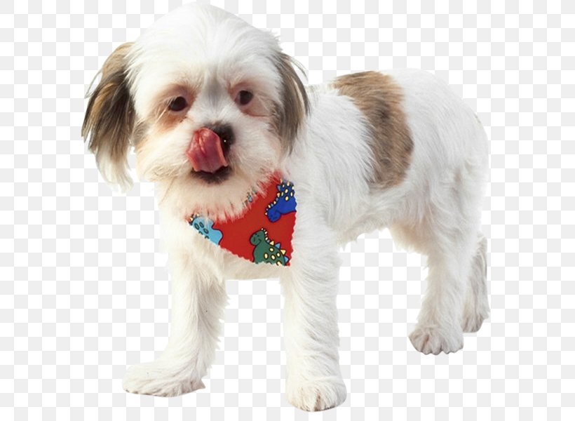 Cavachon Shih Tzu Puppy Havanese Dog Dog Breed, PNG, 600x600px, Cavachon, Animal, Breed, Carnivoran, Cat Download Free