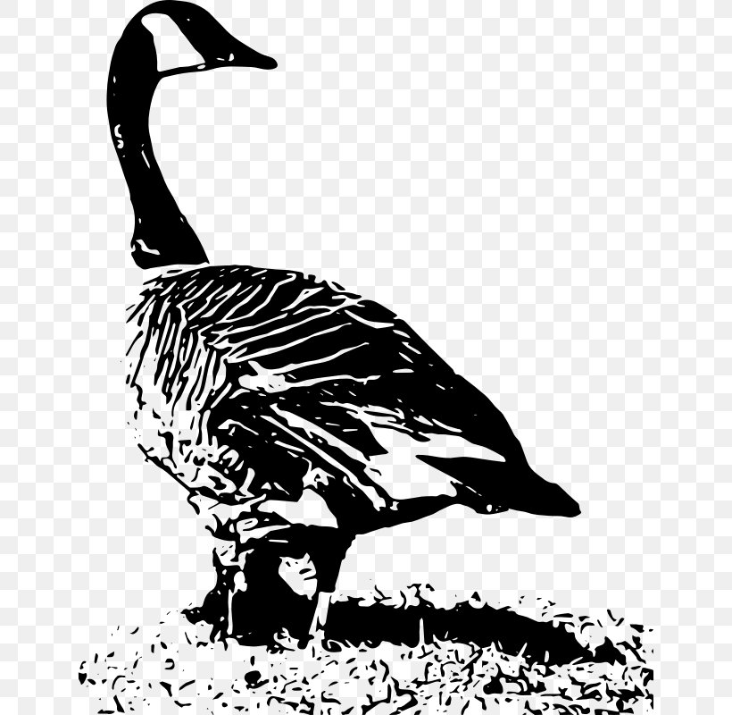 Duck Canada Goose Canada Goose Clip Art, PNG, 646x800px, Duck, Art, Beak, Bird, Black And White Download Free