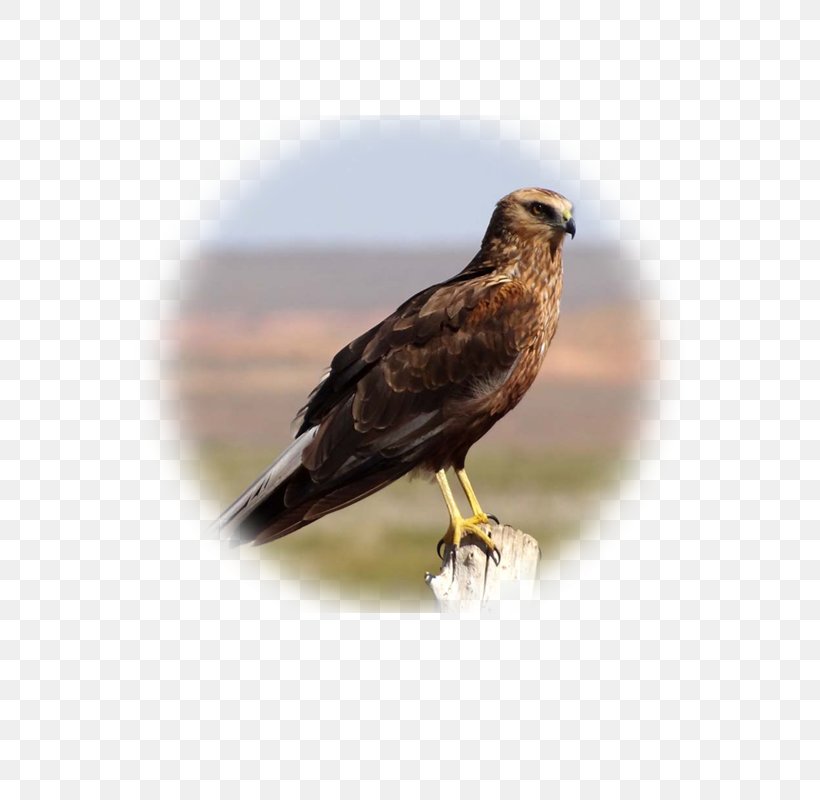 Hawk Buzzard Eagle Fauna Falcon, PNG, 600x800px, Hawk, Accipitriformes, Beak, Bird, Bird Of Prey Download Free
