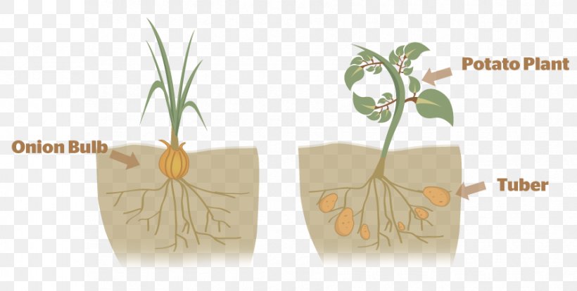 Plant Reproduction Asexual Reproduction Plant Propagation, PNG, 890x450px, Plant Reproduction, Asexual Reproduction, Biology, Bulb, Evolutionary Ecology Download Free