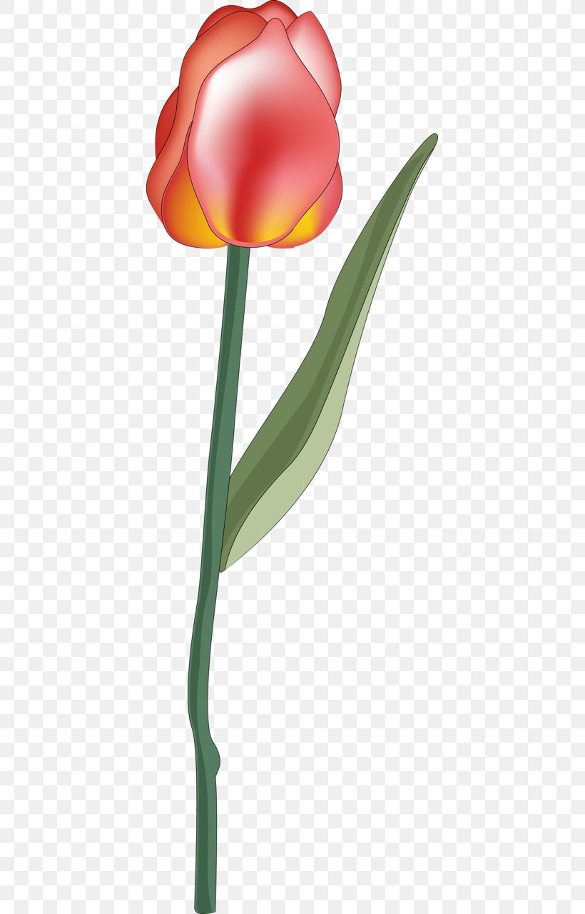 Tulip Petal Plant Stem, PNG, 409x1280px, Tulip, Flower, Flowering Plant, Petal, Plant Download Free