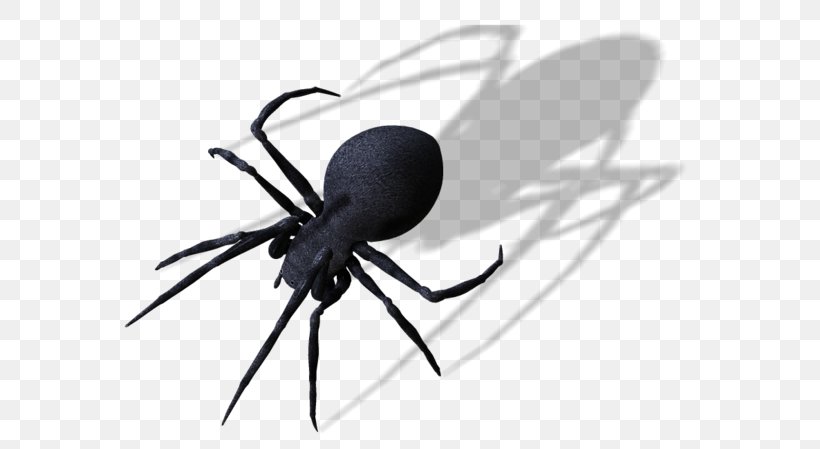 Widow Spiders Spider Web Clip Art, PNG, 600x449px, Spider, Arachnid, Arthropod, Black Widow, Insect Download Free